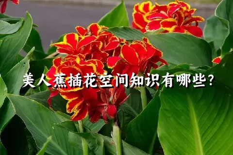 美人蕉插花空间知识有哪些？