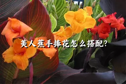美人蕉手捧花怎么搭配？
