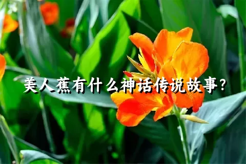 美人蕉有什么神话传说故事？