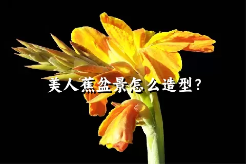 美人蕉盆景怎么造型？
