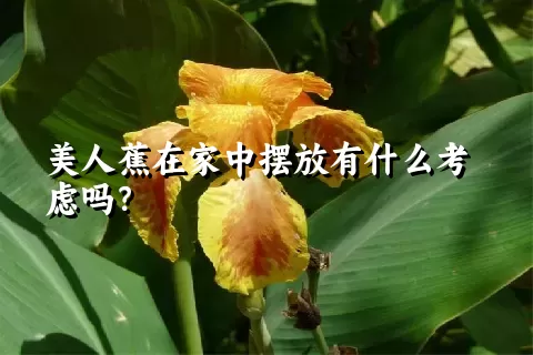 美人蕉在家中摆放有什么考虑吗？