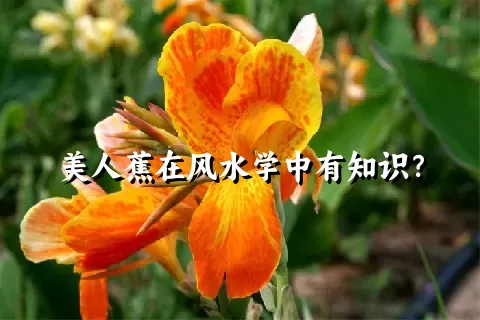 美人蕉在风水学中有知识？