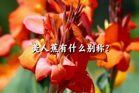 美人蕉有什么别称？
