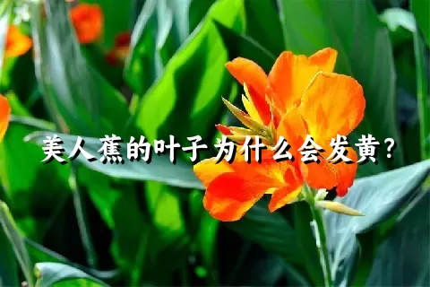 美人蕉的叶子为什么会发黄？