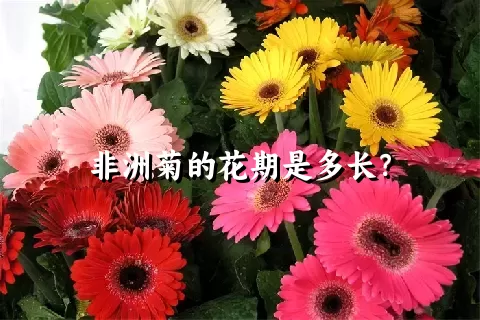 非洲菊的花期是多长？