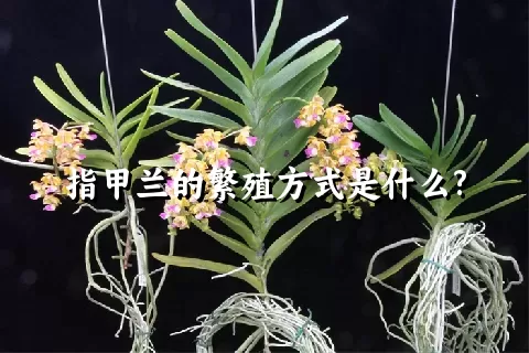 指甲兰的繁殖方式是什么?