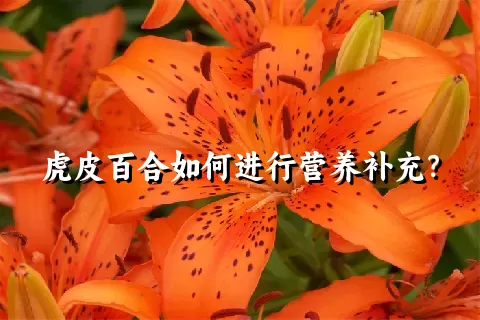 虎皮百合如何进行营养补充？