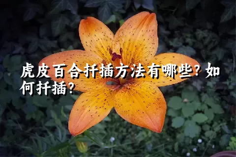 虎皮百合扦插方法有哪些？如何扦插？