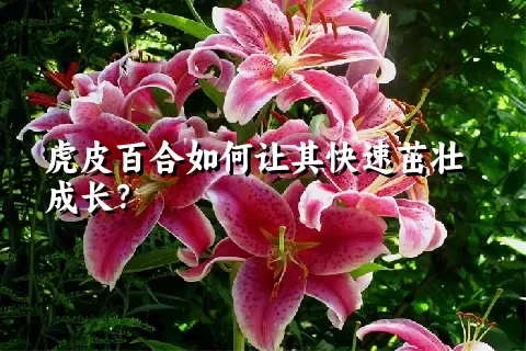 虎皮百合如何让其快速茁壮成长？