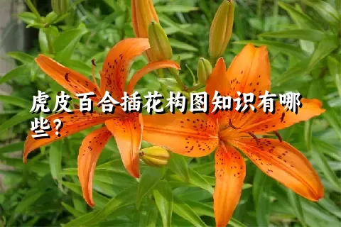 虎皮百合插花构图知识有哪些？
