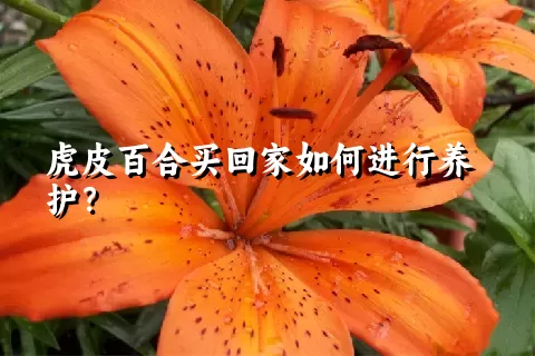 虎皮百合买回家如何进行养护？