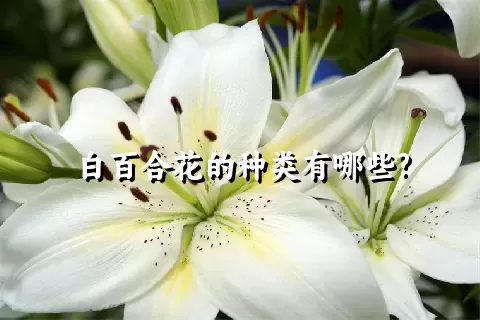 白百合花的种类有哪些?