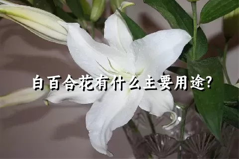 白百合花有什么主要用途?