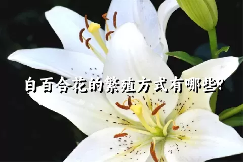 白百合花的繁殖方式有哪些?