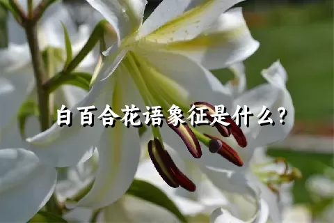 白百合花语象征是什么？