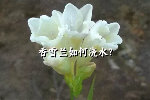 香雪兰如何浇水？