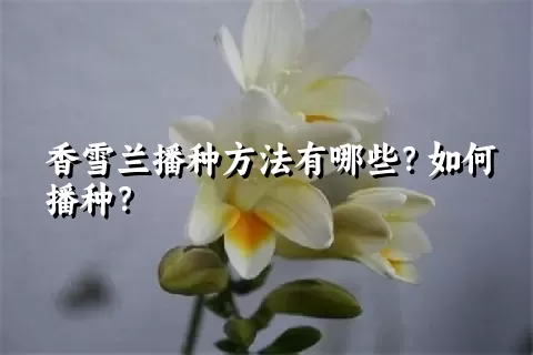 香雪兰播种方法有哪些？如何播种？
