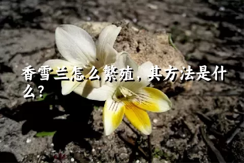 香雪兰怎么繁殖，其方法是什么？