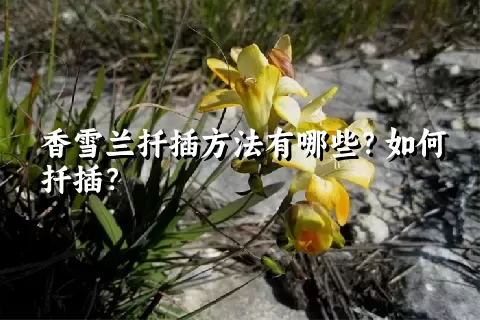 香雪兰扦插方法有哪些？如何扦插？