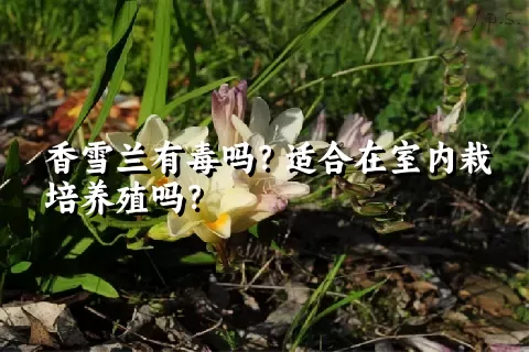 香雪兰有毒吗？适合在室内栽培养殖吗？
