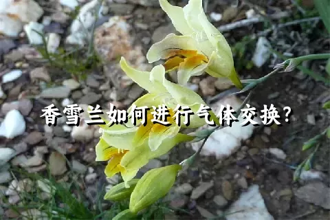 香雪兰如何进行气体交换？