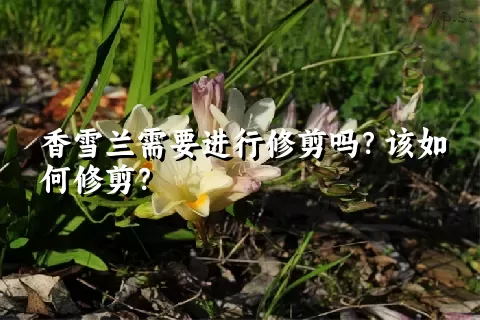 香雪兰需要进行修剪吗？该如何修剪？