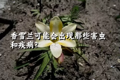 香雪兰可能会出现那些害虫和疾病？