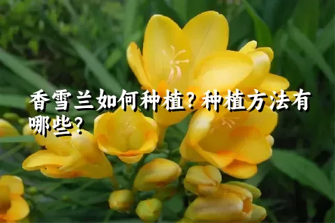香雪兰如何种植？种植方法有哪些？