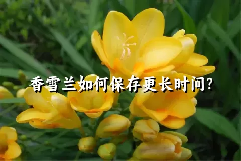 香雪兰如何保存更长时间？
