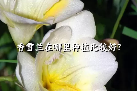 香雪兰在哪里种植比较好？