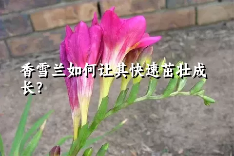 香雪兰如何让其快速茁壮成长？