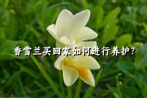 香雪兰买回家如何进行养护？