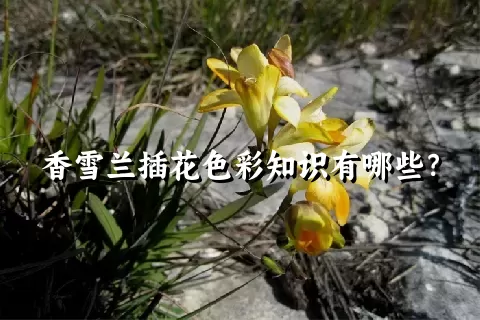 香雪兰插花色彩知识有哪些？