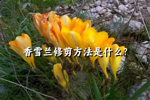 香雪兰修剪方法是什么？
