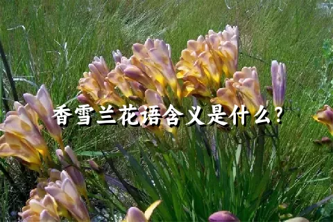香雪兰花语含义是什么？