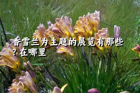 香雪兰为主题的展览有那些？在哪里