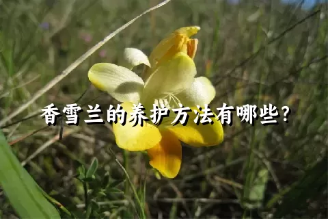 香雪兰的养护方法有哪些？