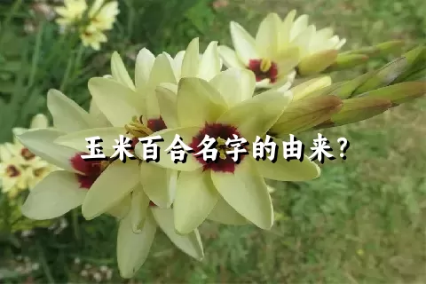 玉米百合名字的由来？