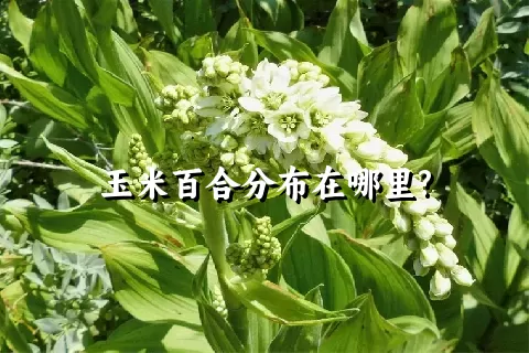 玉米百合分布在哪里?