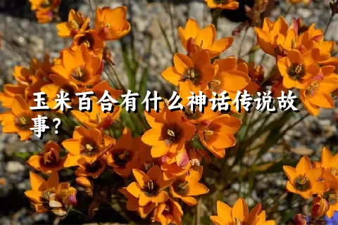 玉米百合有什么神话传说故事？