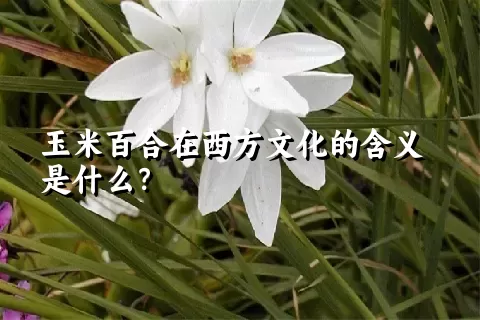 玉米百合在西方文化的含义是什么？
