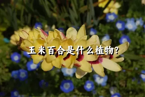 玉米百合是什么植物？