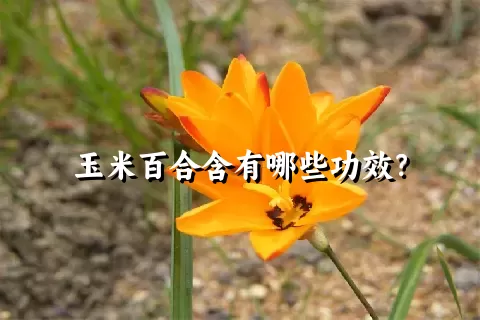 玉米百合含有哪些功效？