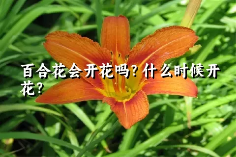 百合花会开花吗？什么时候开花？