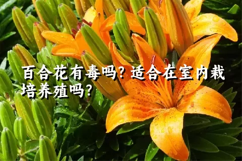 百合花有毒吗？适合在室内栽培养殖吗？