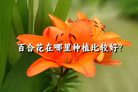百合花在哪里种植比较好？