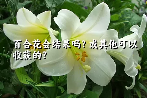 百合花会结果吗？或其他可以收获的？
