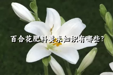 百合花肥料要求知识有哪些？