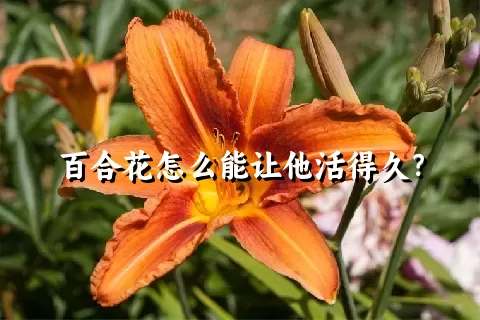百合花怎么能让他活得久？