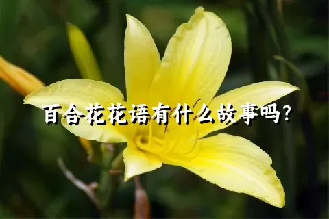 百合花花语有什么故事吗？